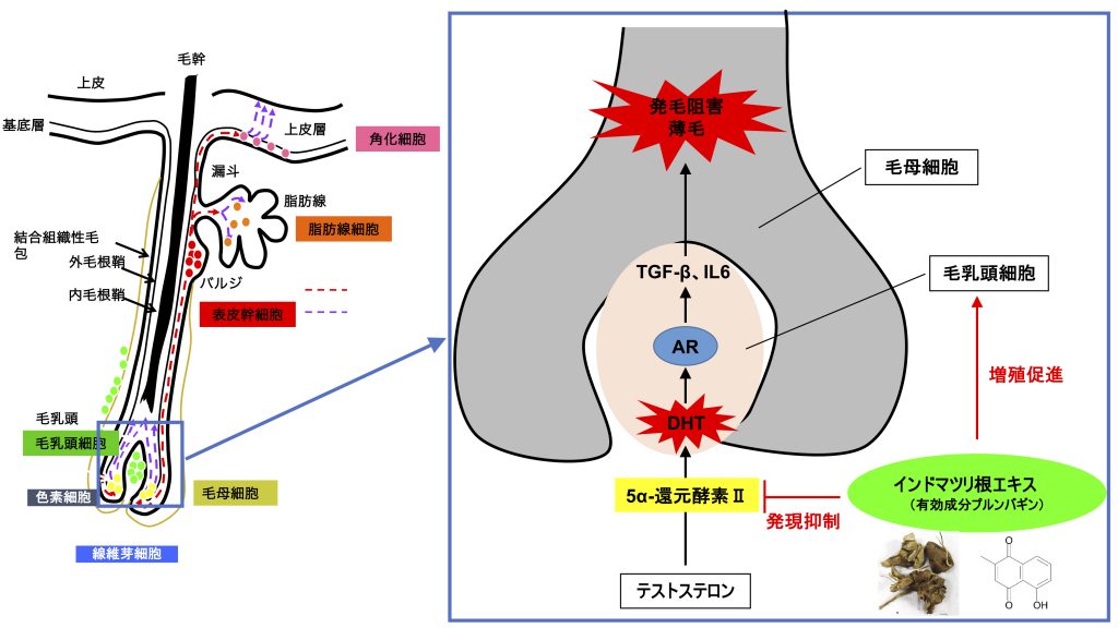 育毛に関する論文が国際誌に掲載
