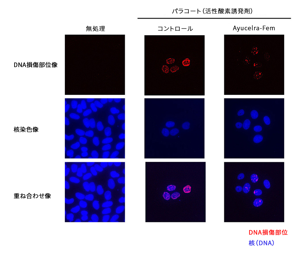 活性酸素によるDNA障害からの回復