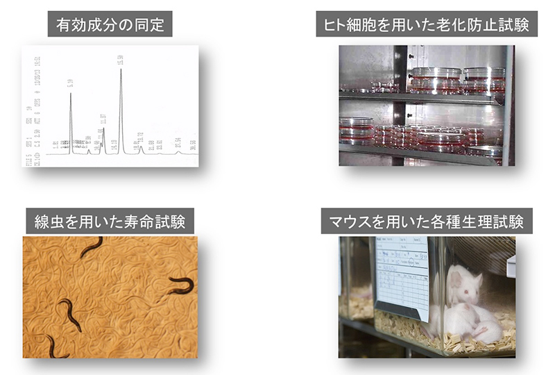 横浜市立大学　長寿科学研究室