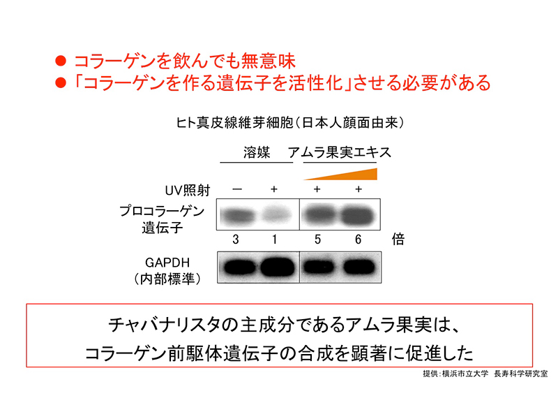 プロコラーゲン遺伝子の活性化　- カラダの中からコラーゲンをサポート -