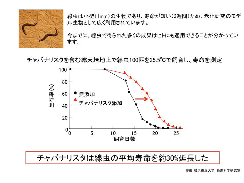 線虫寿命の測定