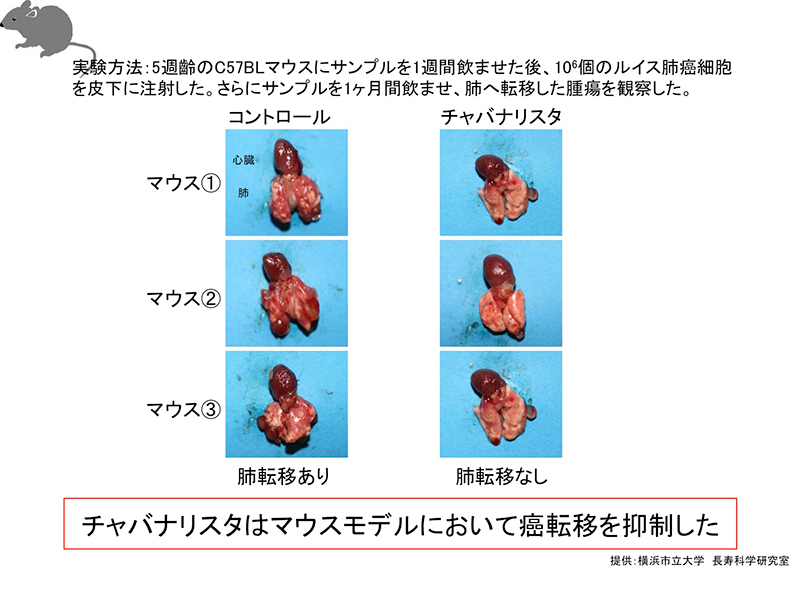 マウスにおける腫瘍の肺転移抑制試験